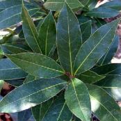 Herbs Used in Cooking  Bay through Caraway